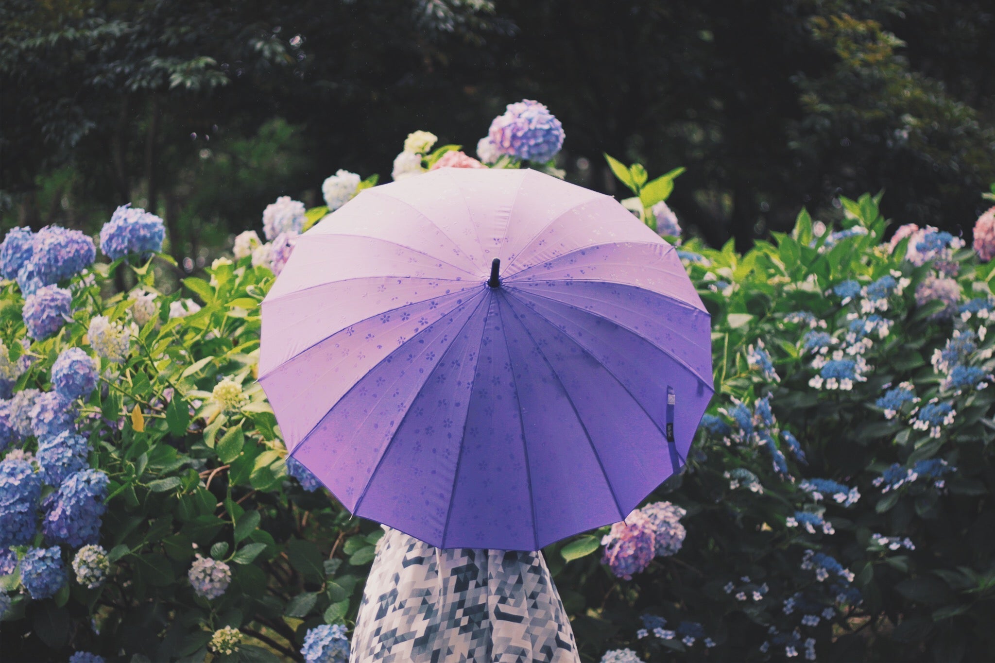 雨の日こそフォトジェニック!幻想的な熊本の自然